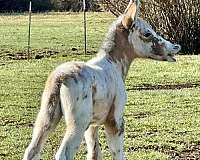 adms-mule-weanling