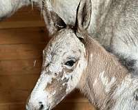 appaloosa-mule