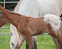 spotted-mule-weanling