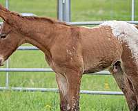 appaloosa-mule-weanling