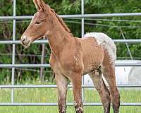 endurance-weanling