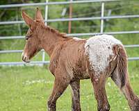 15-hand-mule-weanling