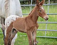 15-hand-weanling