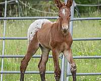 adms-mule-weanling