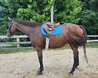 hunter-thoroughbred-horse