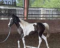 all-around-pinto-horse