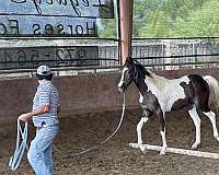 beginner-pinto-horse