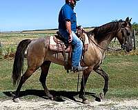 grulla-trail-cl-horse