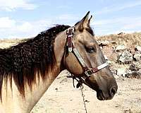 grulla-see-pics-horse