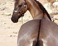 flashy-missouri-fox-trotter-horse