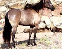 family-missouri-fox-trotter-horse