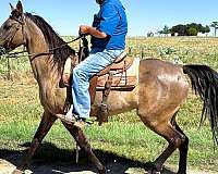 trail-missouri-fox-trotter-horse