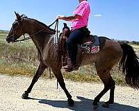 husband-safe-missouri-fox-trotter-horse