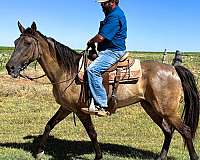 all-around-missouri-fox-trotter-horse