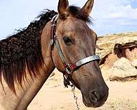 gentle-missouri-fox-trotter-horse