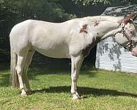 paint-gelding