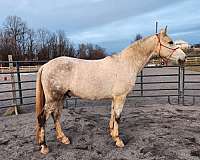 ranch-work-iberian-horse