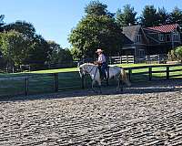 vaquero-iberian-horse