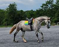 western-riding-iberian-horse