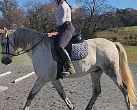 big-eq-andalusian-horse