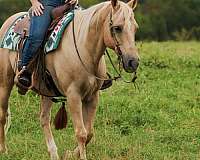 horsemanship-quarter-horse