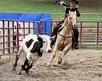 penning-quarter-horse