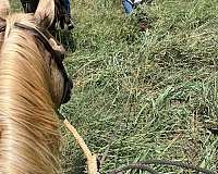 ranch-work-quarter-horse