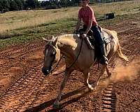 ranch-versatility-quarter-horse