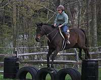 jumping-thoroughbred-horse