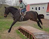 jumper-thoroughbred-horse