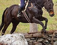 uphill-thoroughbred-horse