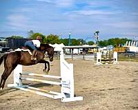 all-around-thoroughbred-horse