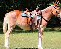 chestnut-none-horse