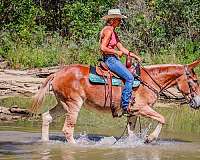 buckskin-quarter-horse