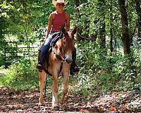 ranch-work-quarter-horse