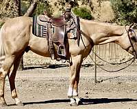 roan-quarter-horse