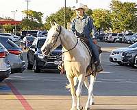 beginner-spotted-saddle-horse