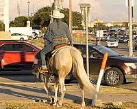 dressage-spotted-saddle-horse