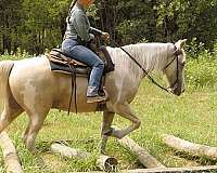 palomino-spotted-saddle-gelding