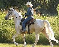 trail-riding-spotted-saddle-horse