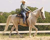 trail-spotted-saddle-horse