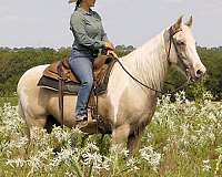 western-dressage-spotted-saddle-horse