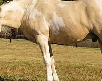 palomino-beginner-horse