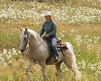 palomino-dressage-horse