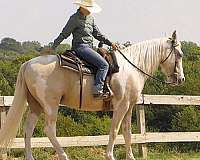 palomino-white-horse