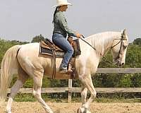 palomino-trail-horse