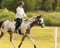 dressage-quarter-horse