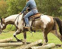 hunter-quarter-horse