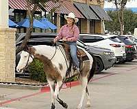 hunter-under-saddle-quarter-horse