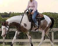 western-dressage-quarter-horse